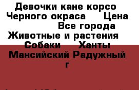Девочки кане корсо. Черного окраса.  › Цена ­ 65 000 - Все города Животные и растения » Собаки   . Ханты-Мансийский,Радужный г.